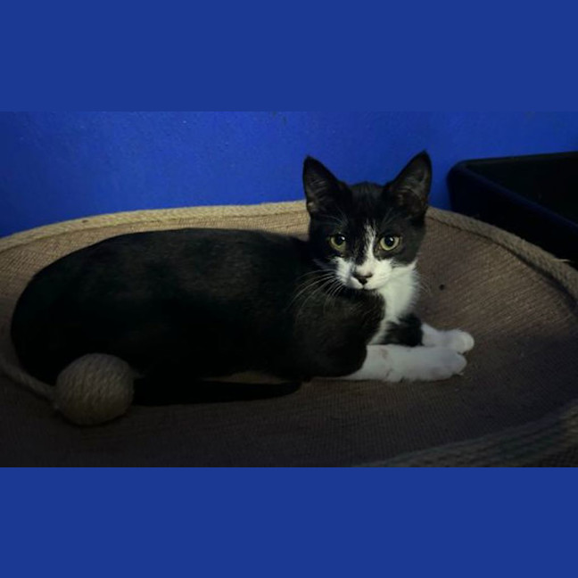 Photo of Rascal
