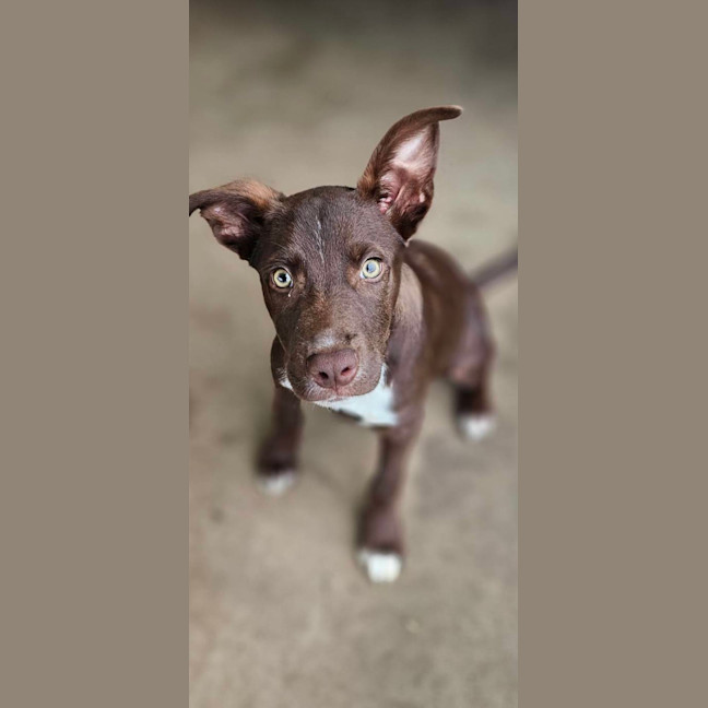 Photo of Wicket