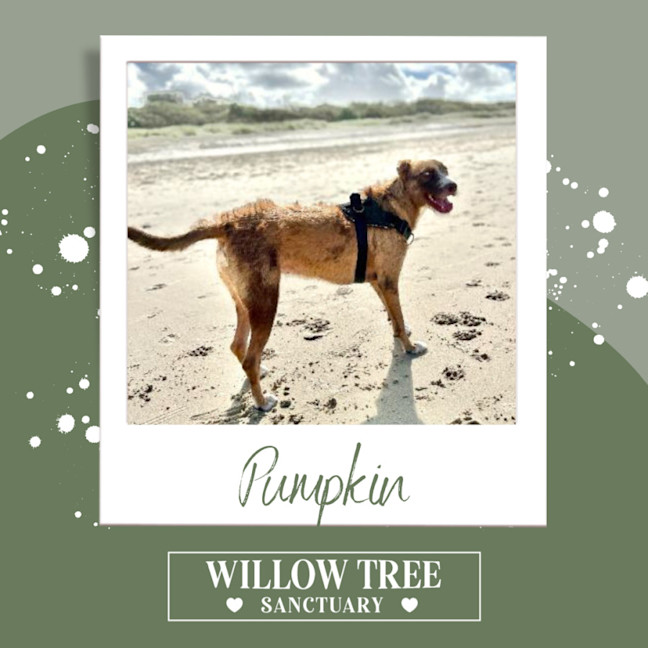 Photo of Pumpkin