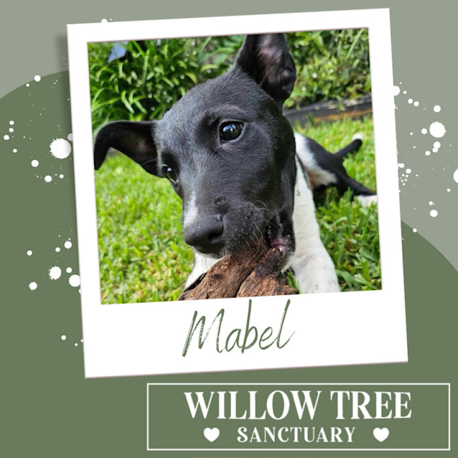 Photo of Mabel
