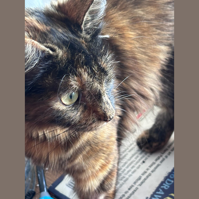 Photo of Cedar