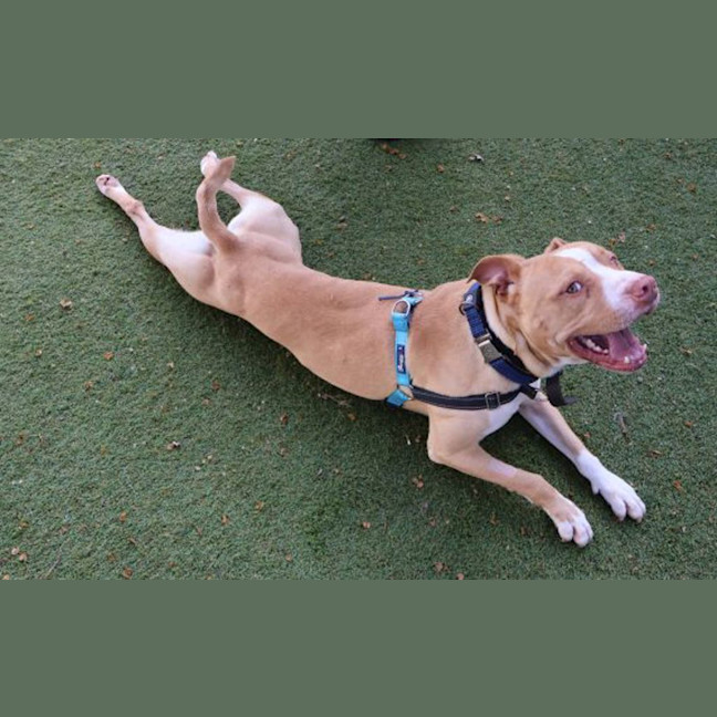 Photo of Peanut