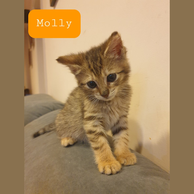 Photo of Piper (Was Penny) / Zelda (Was Molly)