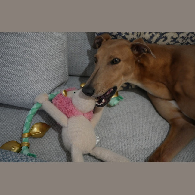 Photo of Gretel, The Greyhound
