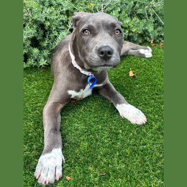 Photo of Rosie   5 Month Old American Staffy X