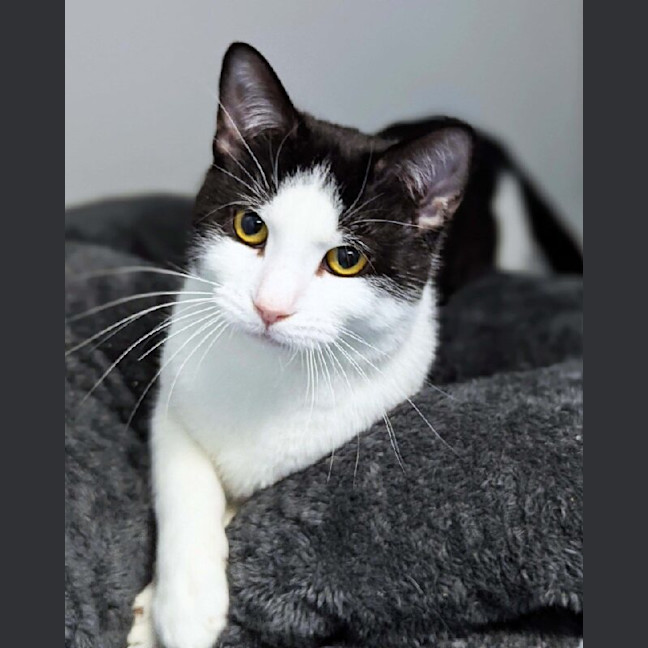 Photo of Wonton