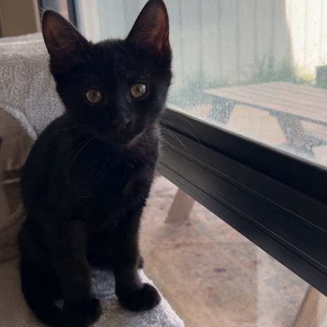 Photo of Salem