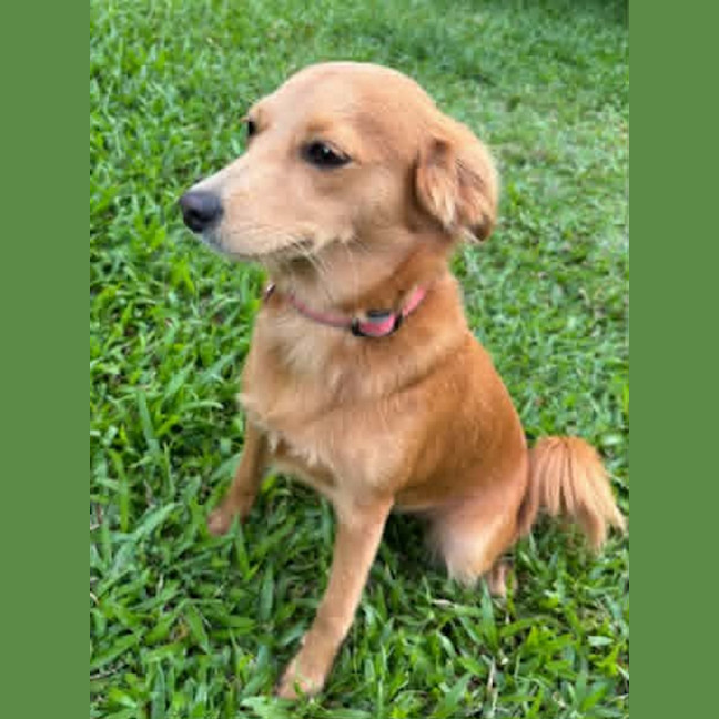 Photo of Nutmeg