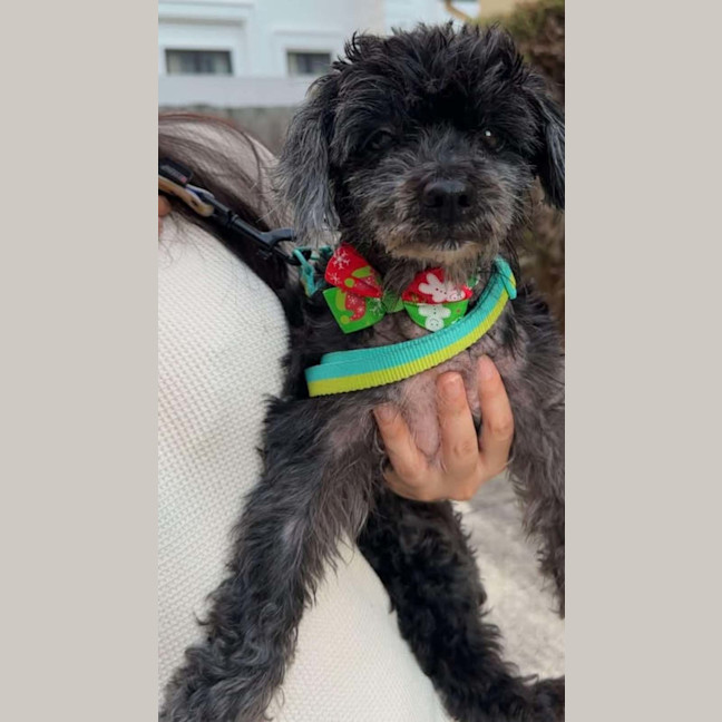 Photo of Riley