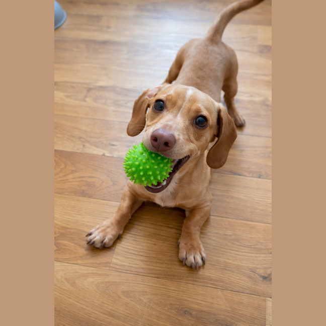 Photo of Oscar