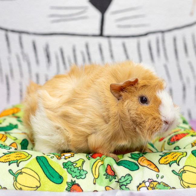 Photo of Stephanie Bucket