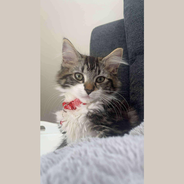 Photo of Gadget   Located In Pakenham