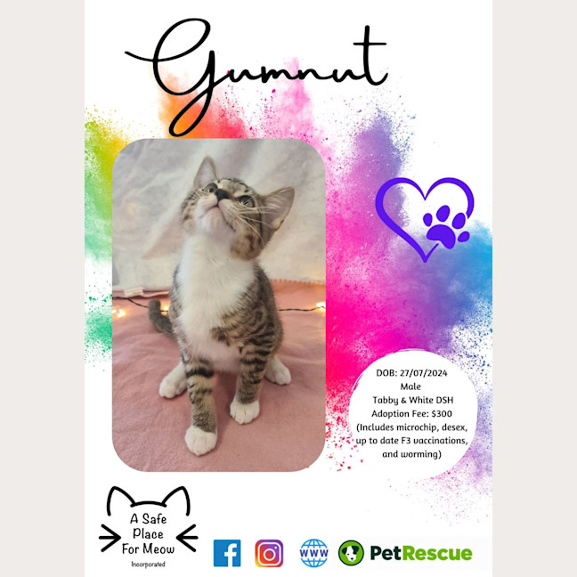 Photo of Gumnut