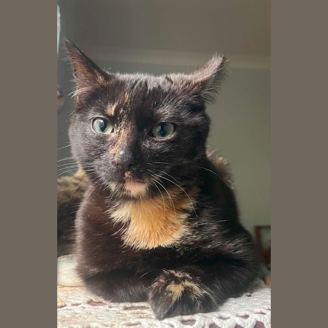 Photo of Frankie   6 Month Old Domestic Medium Hair