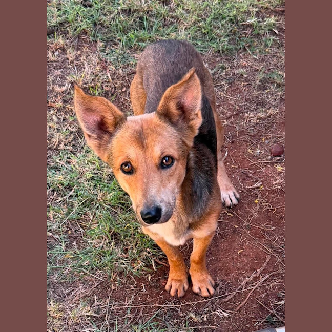 Photo of Dusty