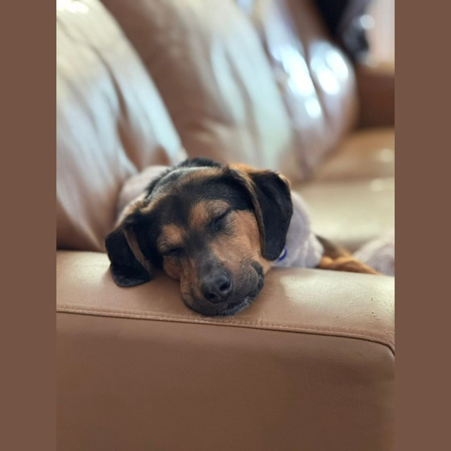 Photo of Archie   10 Month Old Beagle X Shepherd
