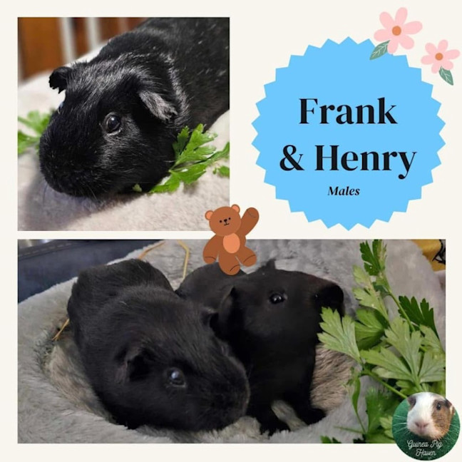 Photo of Frank & Henry 