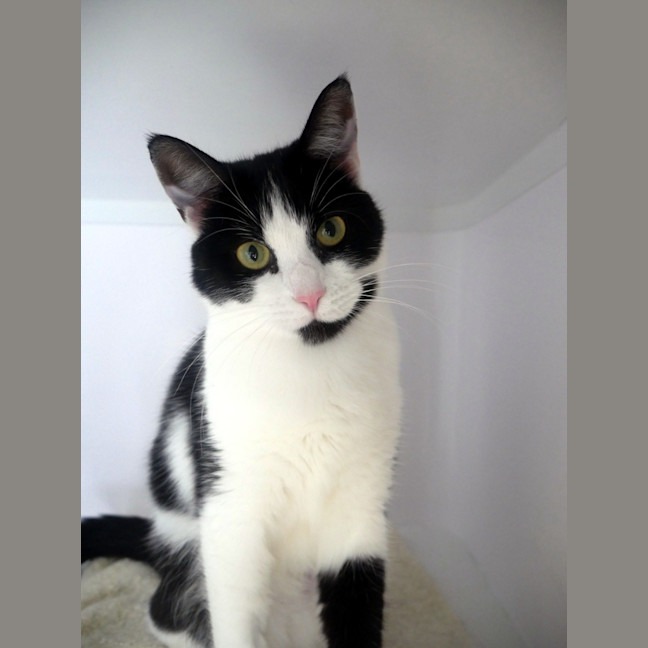 Photo of Wicket & Weasel