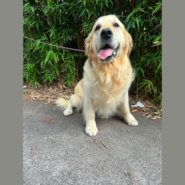 Photo of Max   8 Year Old Golden Retriever