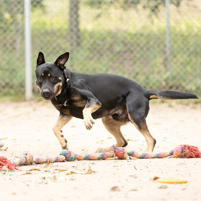 Photo of Echo