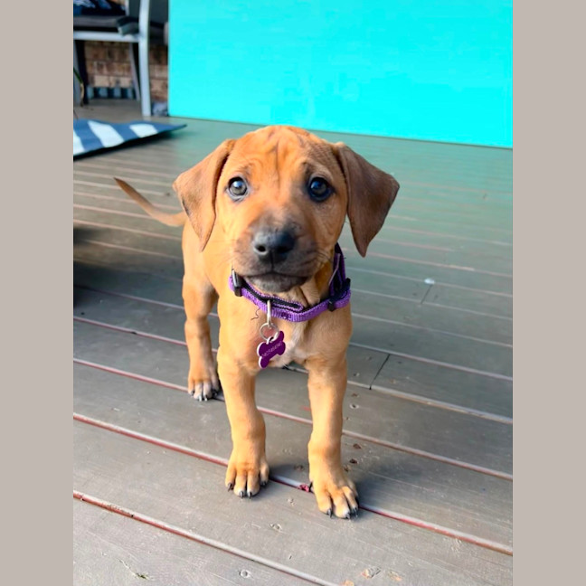 Photo of Violet