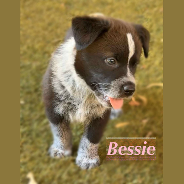 Photo of Bessie