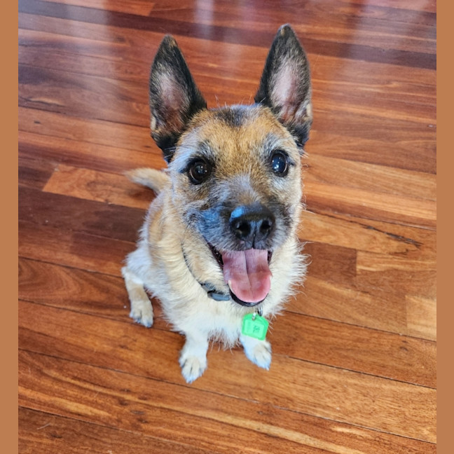 Photo of Toby 