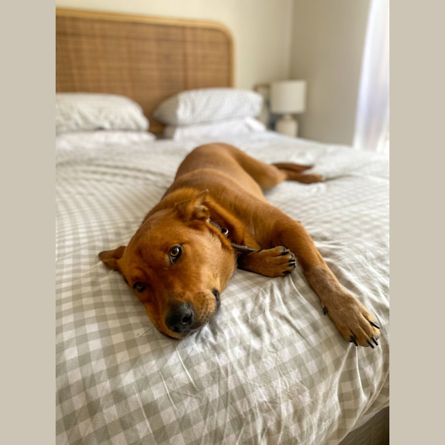 Photo of Beau   1 Year Old Cattle Dog X Shepherd (Trial)