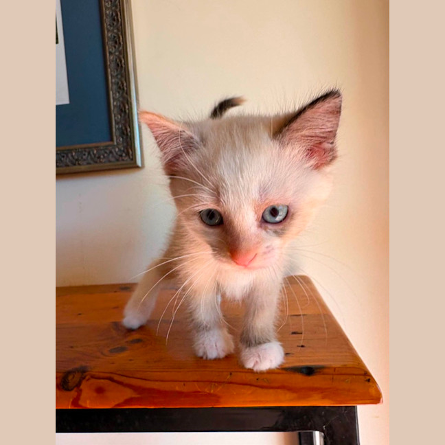 Photo of Patch