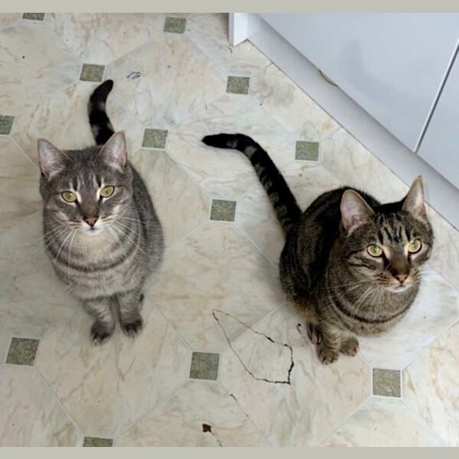 Photo of Turbo And Hiccup