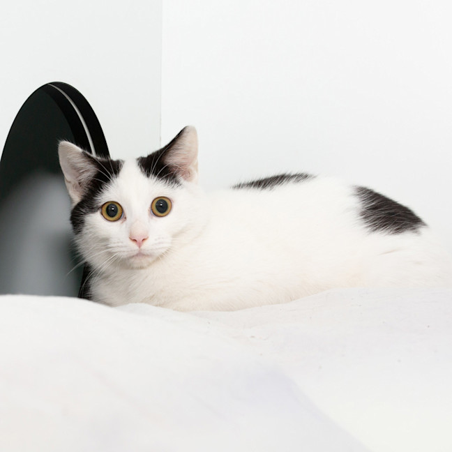 Photo of Benji