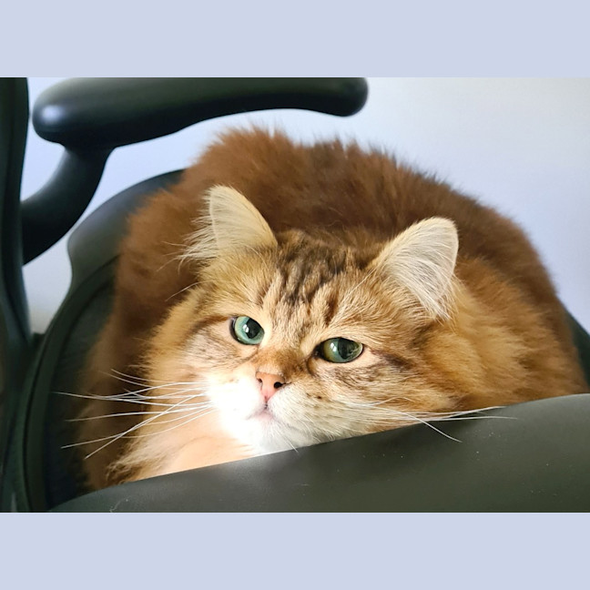 Photo of Milly Siberian