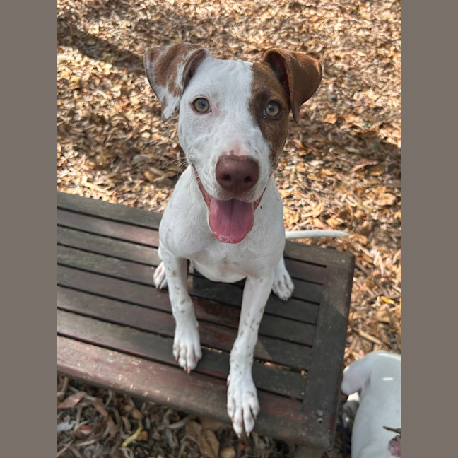 Photo of Daisy (Ex Fava)