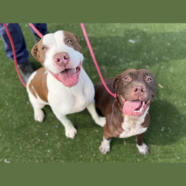 Photo of Jack Imp 3070