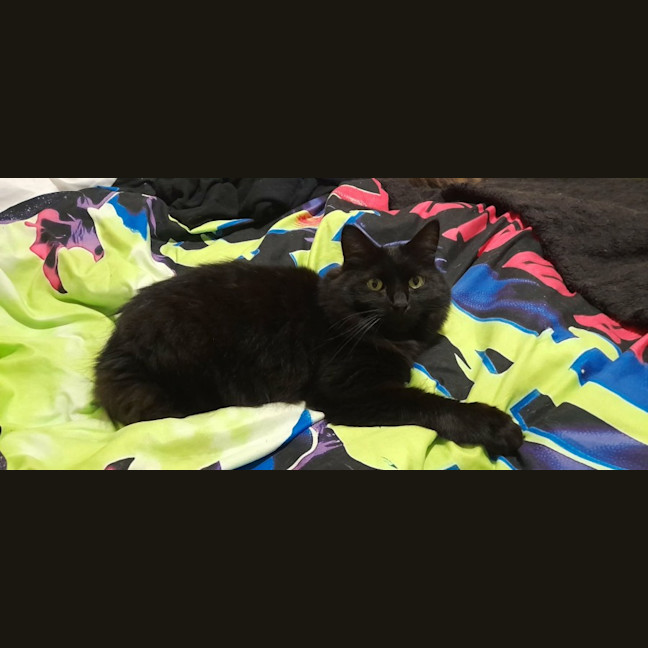 Photo of Mr Binx *9 Lives Project Rescue*