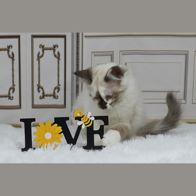 Photo of Chanel