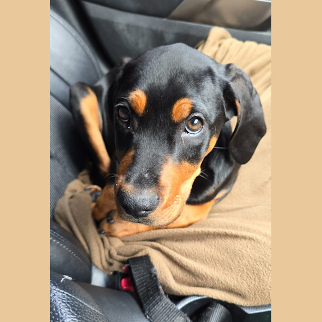 Photo of Zeke (Was Grayson) 