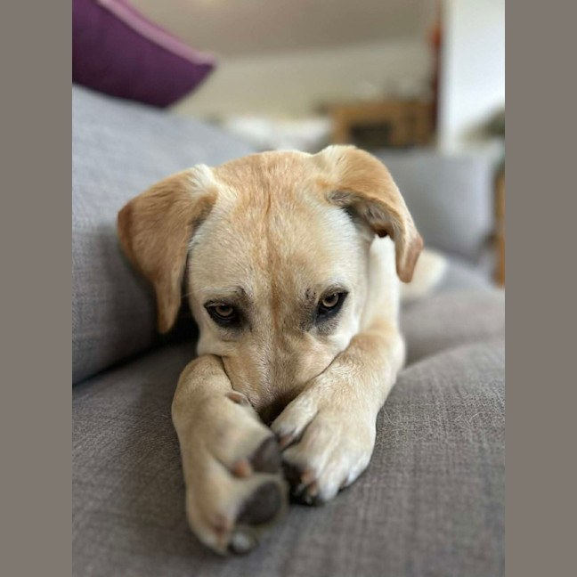 Photo of Teddy