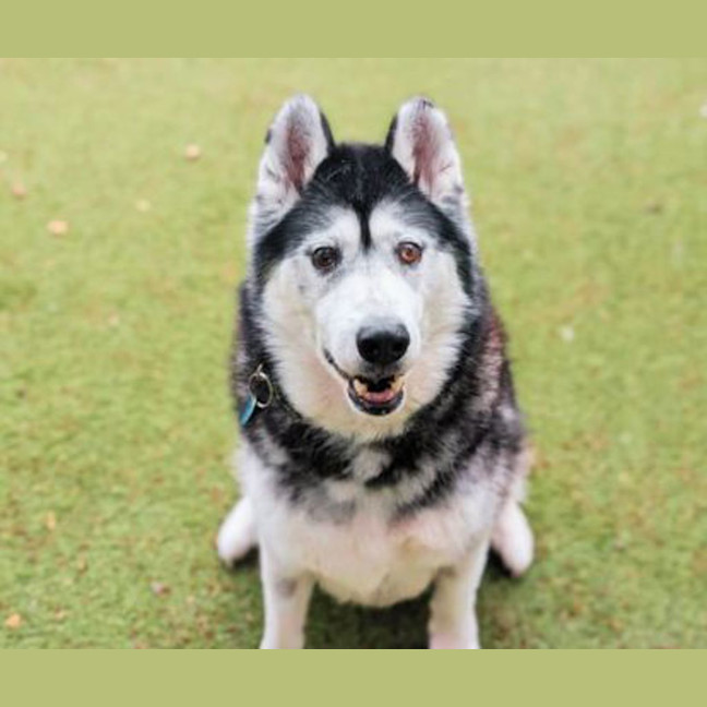 Photo of Dax