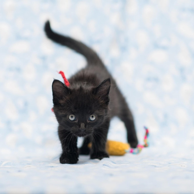 Photo of Lady Violette ** 2nd Chance Cat Rescue**