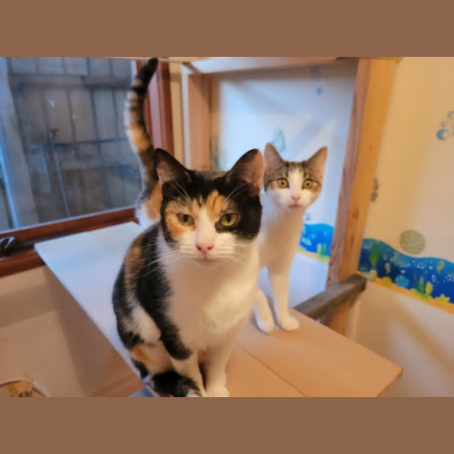 Photo of Milo Nws ** 2nd Chance Cat Rescue**