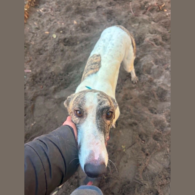 Photo of Karma   Greyhound Boy