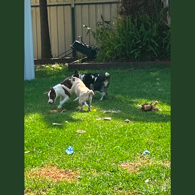 Photo of Gizmo