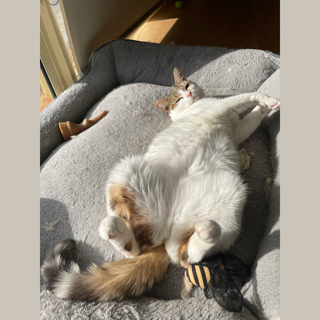 Photo of Chuba