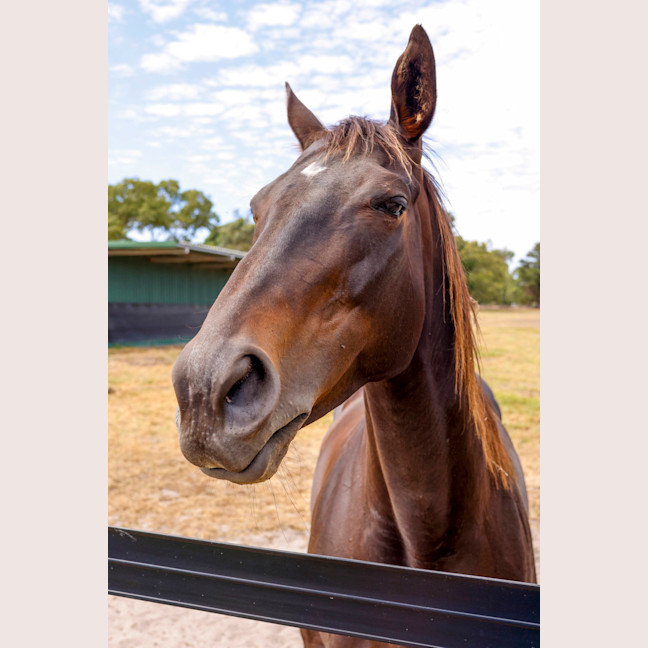 Photo of Jarrah