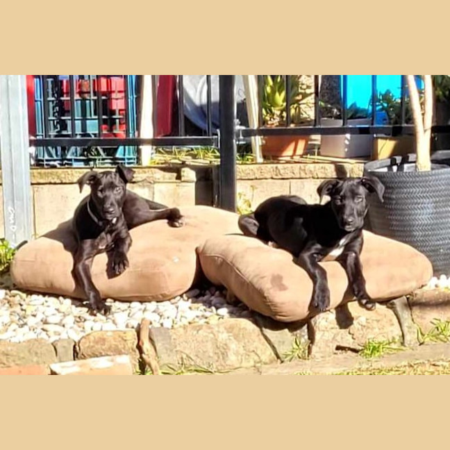 Photo of Pumpkin   12 Week Old Wolfhound X