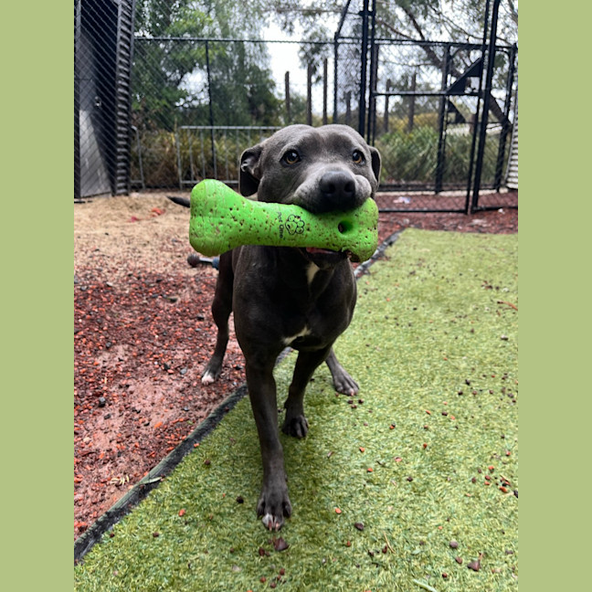 Photo of Roxy