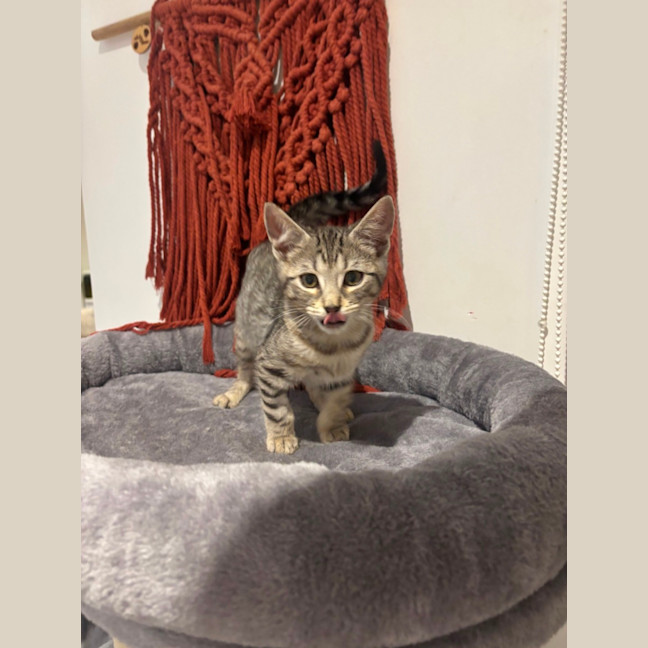 Photo of George Meet Me@Petstock Hastings 8/5