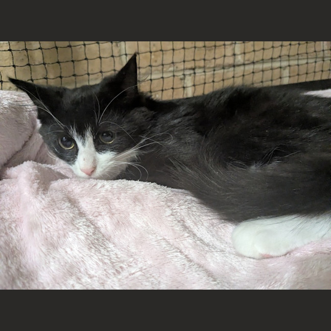 Photo of Misty
