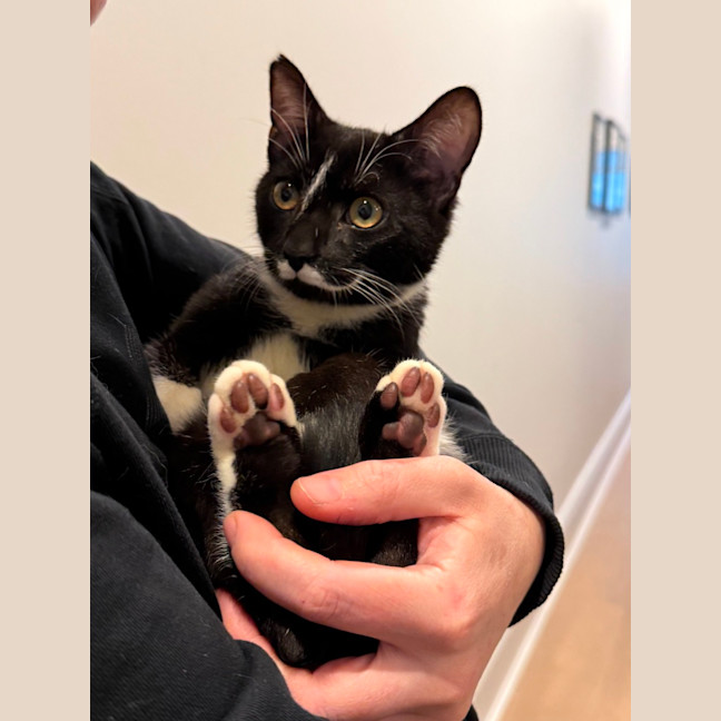 Photo of Mickey Mouse